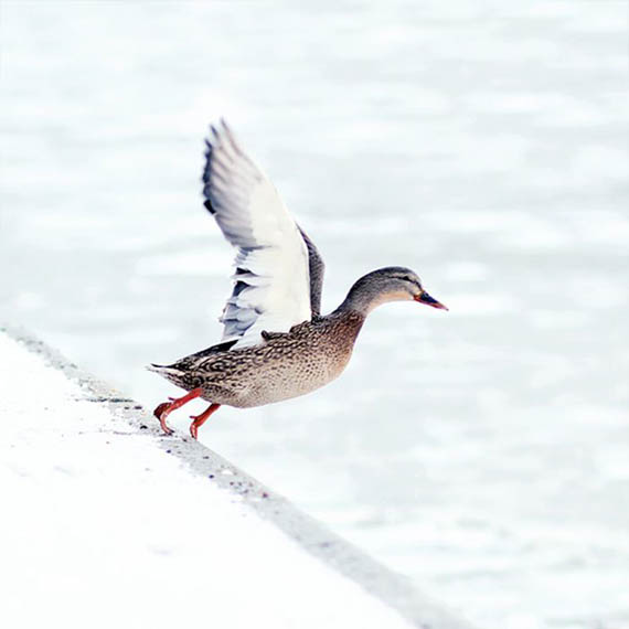 اجمل صور الطيور روعه Bird_photography_20