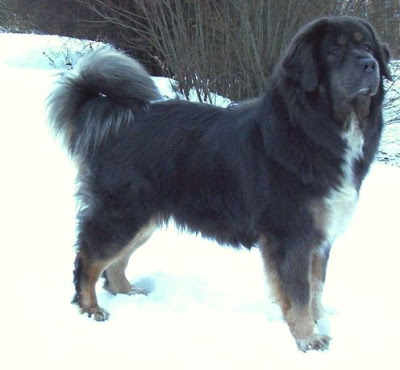 விலையுயர்ந்த நாய்கள் Most-expensive-dog-breed-in-the-world-Tibetan-mastiff