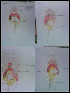 sistem organ hewan Lelele