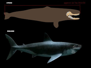 Superdepredadores del mar : Livyatan Melvillei vs Megalodon vs Brygmophyseter Livyatanmegalodon