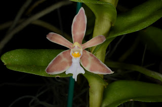 Trichoglottis atropurpurea (brachiata) - Page 2 20122679a