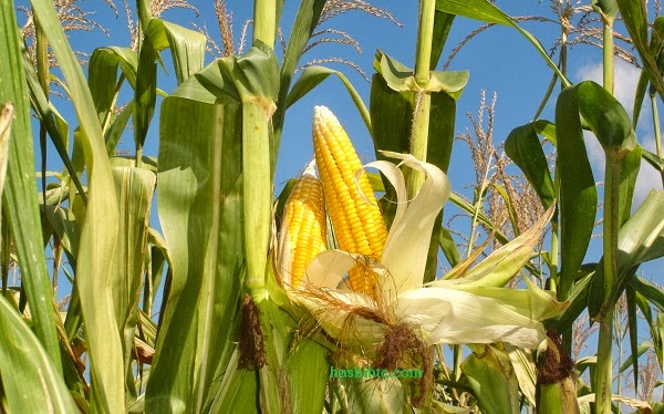 13 Manfaat Jagung Bagi Kesehatan Dan Kecantikan Manfaat%2BJagung