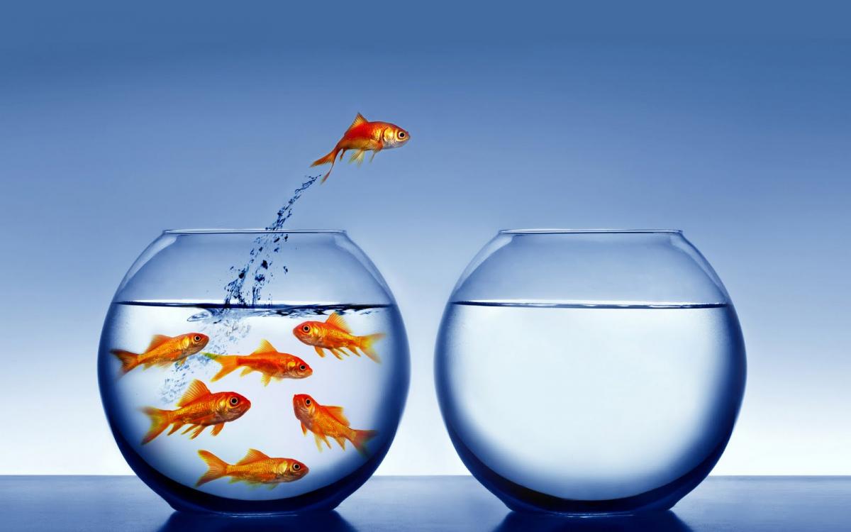 BIG FIVE: hand signs in Extraversion vs. Introversion! Introvert-pic-goldfish