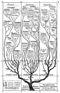 Artigos Científicos HaeckelEvolutionaryTree