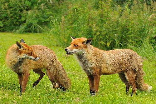 வாழும் முறை! Foxes