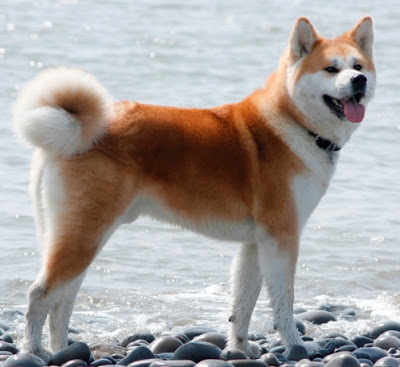 விலையுயர்ந்த நாய்கள் Most-expensive-dog-breed-in-the-world-Akita-Inu