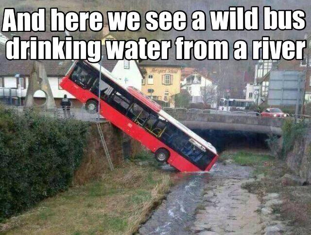 The Picture Jokes thread And-here-we-see-a-wild-bus-drinking-water-from-a-river