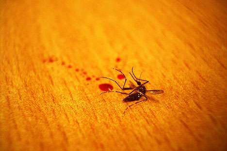 Wanita ini Pembunuh 4 Juta Nyamuk Dead-mosquito-photo001