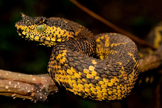 மிக பெரிய அனகோண்டா இனம் கண்டு பிடிப்பு அமேசன் காடுகளில் அதிர்ச்சி படங்கள் Snake-Horn1_eu12012012