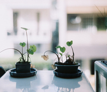  [avatar] Sunday morning Film-green-morning-plants-white-102440