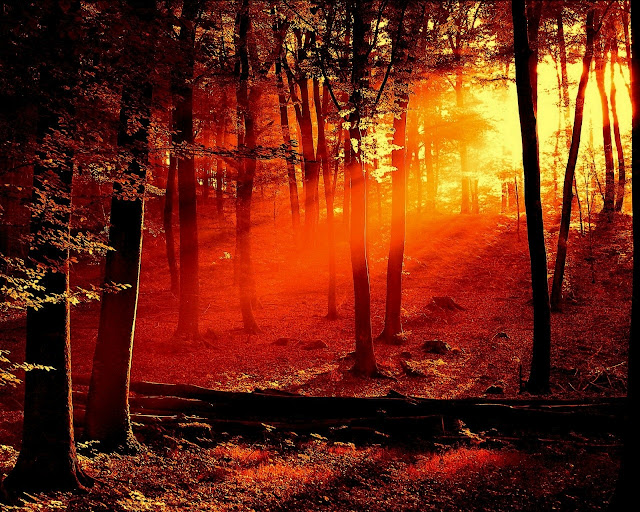 Bosque Amanecer-rojo