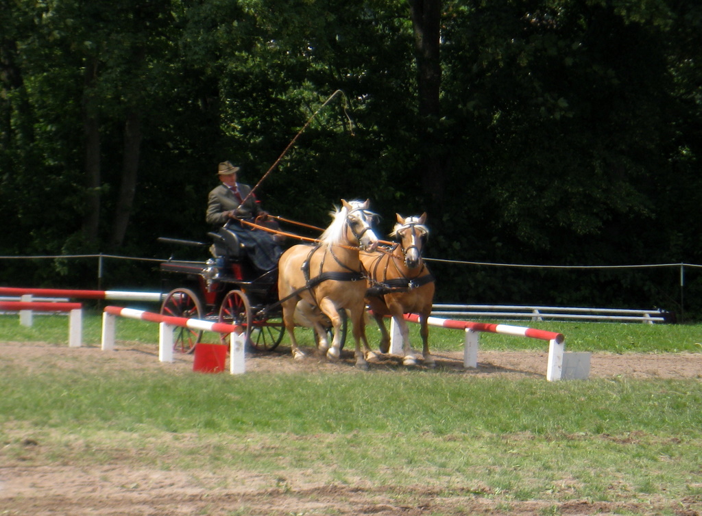 Hindernisfahren - Fotos von einem Turnier IMG_1385