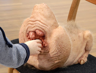 Las criaturas de Patricia Piccinini Patricia_piccinini