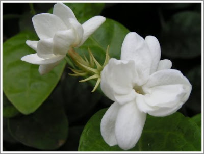 .•.°.•ஐ•i ضع صورة تشوف انها تعبر عن حالتكــ ....!i•ஐ.•.°.• - صفحة 6 Jasmine-flower