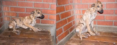 galgo - ACOGIDA, Cachorrito de galgo desnutrido en la perrera, es muy muy urgente SOS Galgui