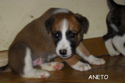 galgo - Acogida muy urgente para 6 cachorritos de galgo en Cuencanimal SOS Aneto