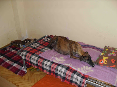 galgo - Acogida muy urgente para 6 cachorritos de galgo en Cuencanimal SOS SDC14827