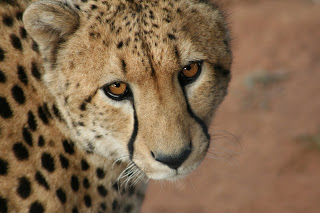 صور اسرع حيوان هو الفهد Cheetah4