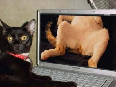 fotos retardadas aqui Miau%252Bdo%252Bj