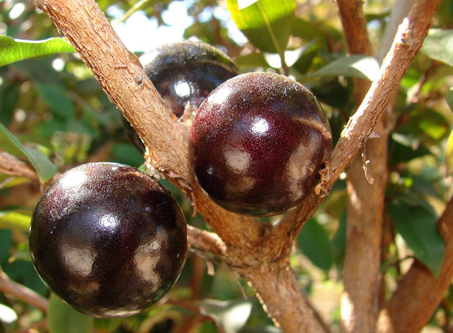 Jabuticaba The Tree that Fruits on its Trunk. 5