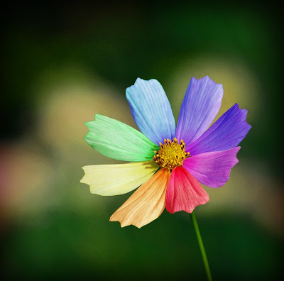 اجمل واغرب الوان قوس قزح Rainbow_flower