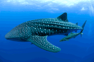 الحيوان المنقرض لهذا الشهر Whale Shark  Wreck-whale-shark2