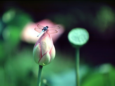 خلفيات جميلة  Dragonfly_on_lilies