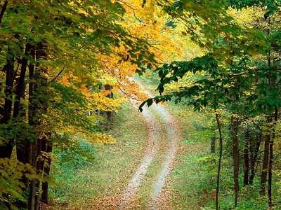 خلفيات جميلة  Autumnal_Forest_Trail_-_East_Texas