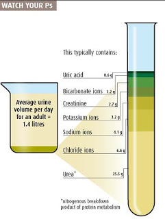 دورة التحاليل الطبية الشاملة . Urine