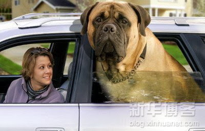 anjing terbesar di dunia 5