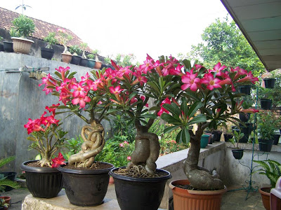 9 Tanaman hias terpopuler yang bisa membuat kaya Adenium