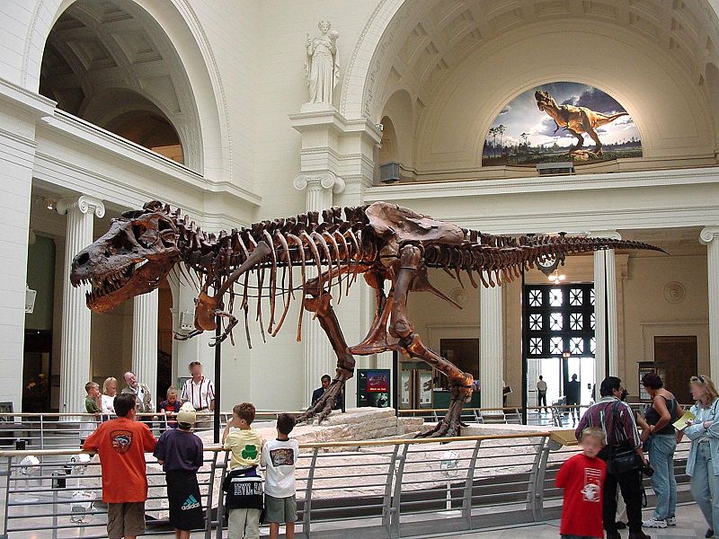 What's your favorite T. rex design? SueFieldMuseumPhotoGellerGrimm
