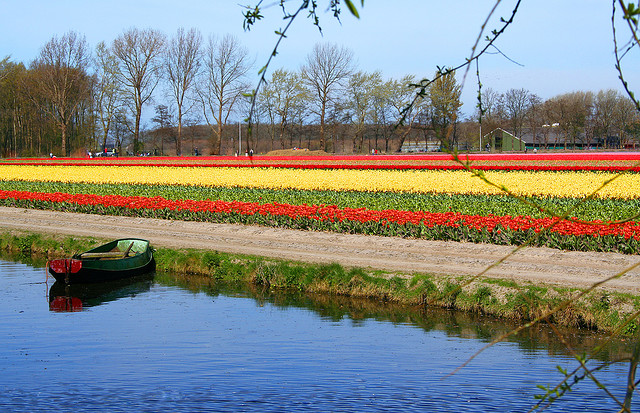 حديقة كوكنهوف أكبر حديقة زهور في العالم Keukenhof, the world's largest flower garden Flor5