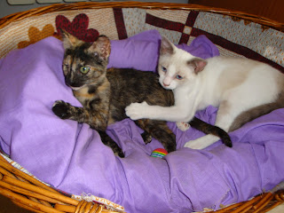 CARI necesita ayuda por su ojito y CARO (Adoptado), dos gatitos en ‏vila seca, TARRAGONA DSC01002