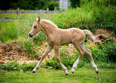 My Foals!! =D ME08-0215web