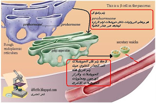 هرمون الانسولين Insulin%20synthesis