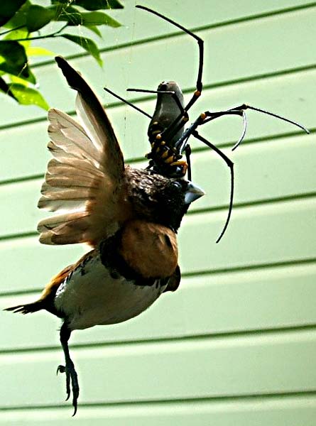 Creepy Crawlies - Page 2 Bird_eating_spider01