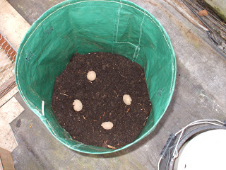 Growing potatoes and Jerusalem artichokes DSCF4829