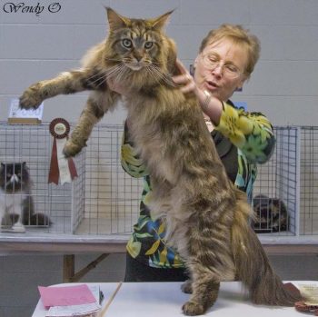 اكبر قطط في العالم كلو Large-maine-coon-cat-2s