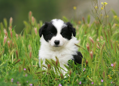 Chien ou chat^^? Bordercollie3