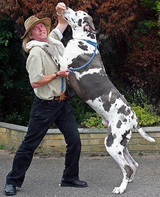 World's Biggest Dogs - Is it Real? Biggest_dogs_000