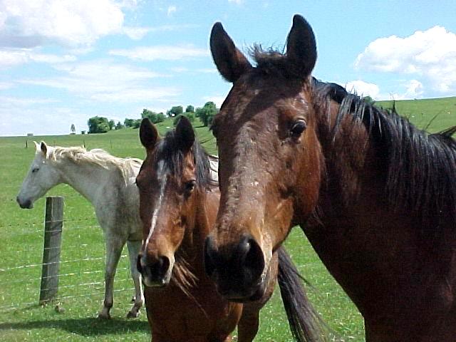 random unit from a game comparison to another unit Horse