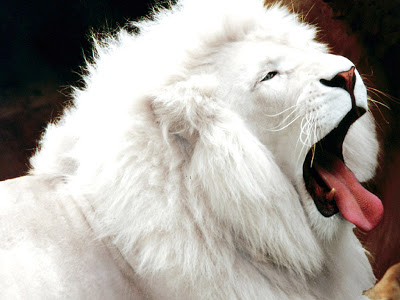 صور عن الأسد Lion_white-001%5B1%5D