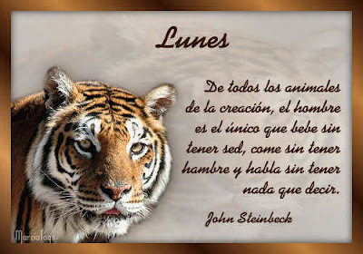 Felinos Mgc-animales01_01lunes