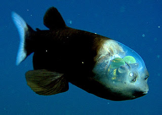 سمكة لها رأس شفاف Barreleye1-350