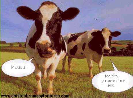 imagenes grasiosas 3 Vacas