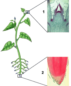 micropropagacion de plantas acuaticas y otros yuyos Merispri