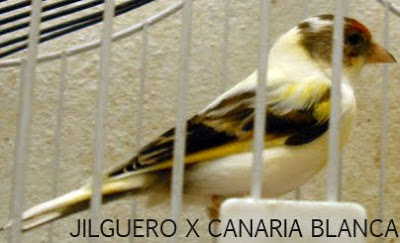 Posibles resultados de mixto entre Jilguero x Canaria CANARIALIPOCROMO