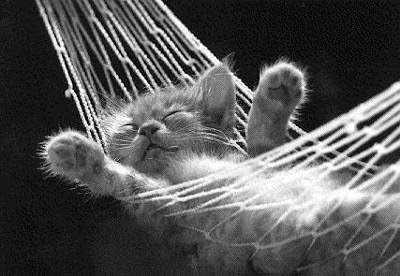 صور حركات قطط مضحكة تشبه حركات الاطفال Kitten-will-sleep