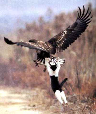 صور حركات قطط مضحكة تشبه حركات الاطفال Tomcat-catches-the-bird